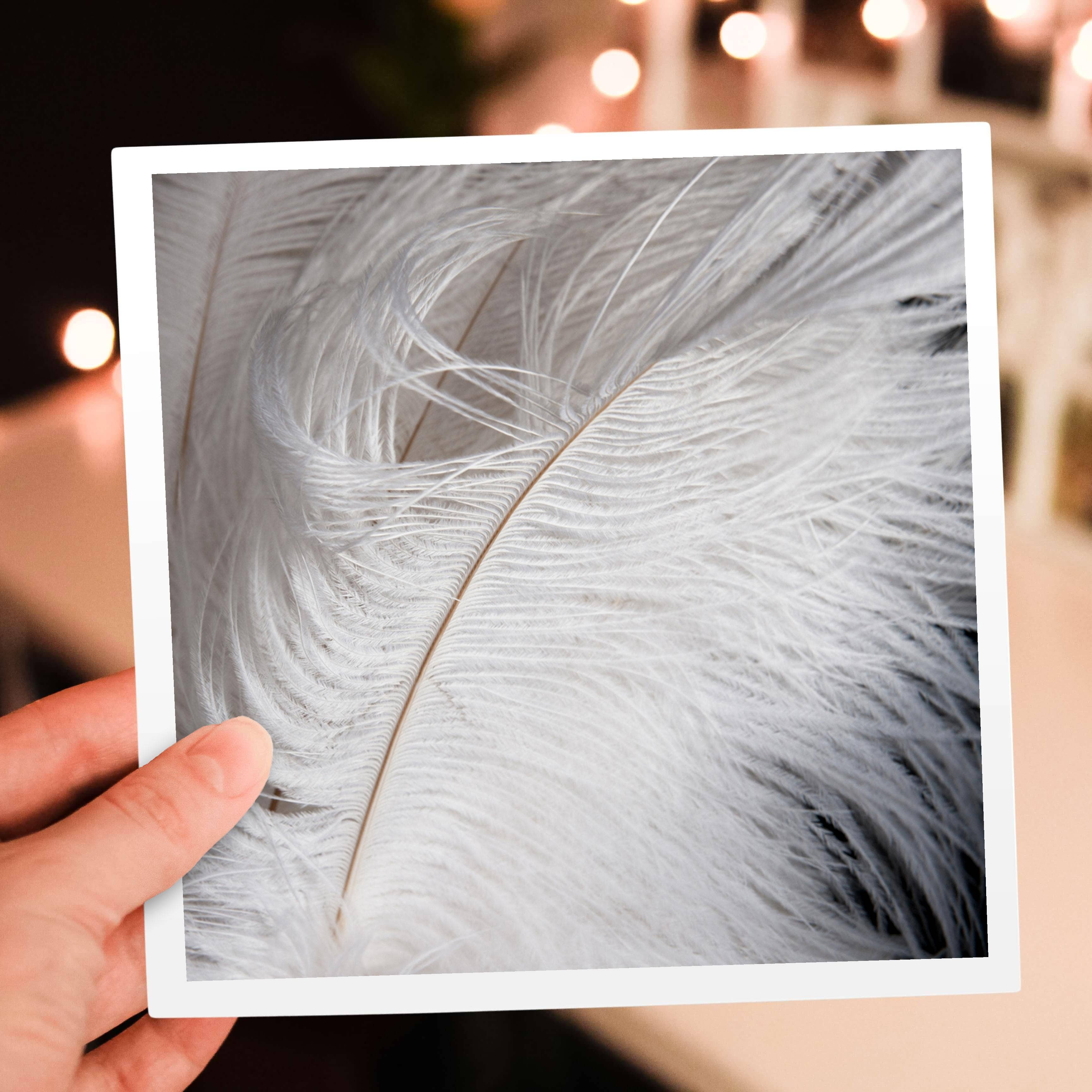 3dRose - Wholesale Everyday Greeting Card - 3dRose, Ostrich feathers of beige and white colors, Greeting Card5