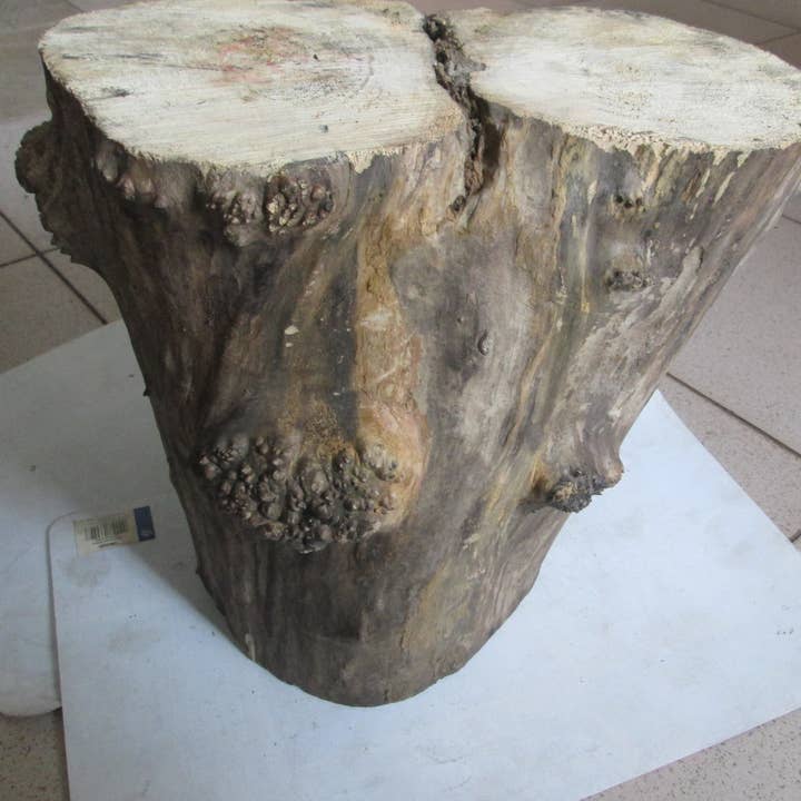 Esdoorn wortelhout plank voor houtbewerkingstimmerhout voor wholesale door Prut63683