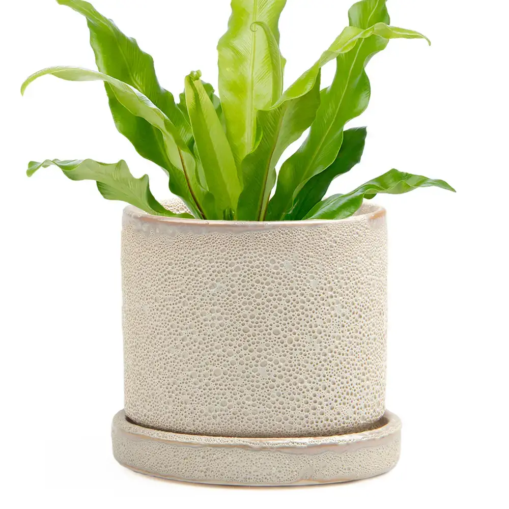Chive - Wholesale Plant Pot - Minute Handmade Ceramic Planter Indoors Pot With Saucer32