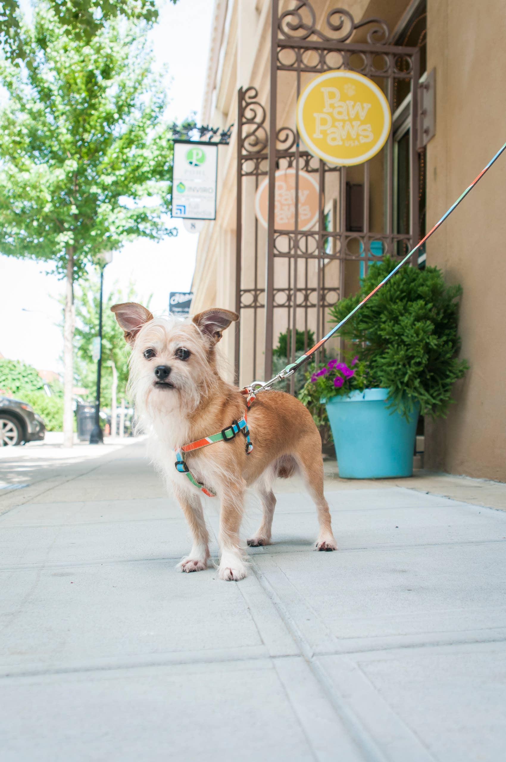 Paw Paws USA – Großhandel Leine – Hund – Frisch gepresste Hundeleine3