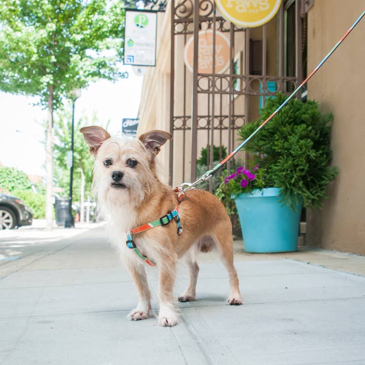 Paw Paws USA – Großhandel Leine – Hund – Frisch gepresste Hundeleine3