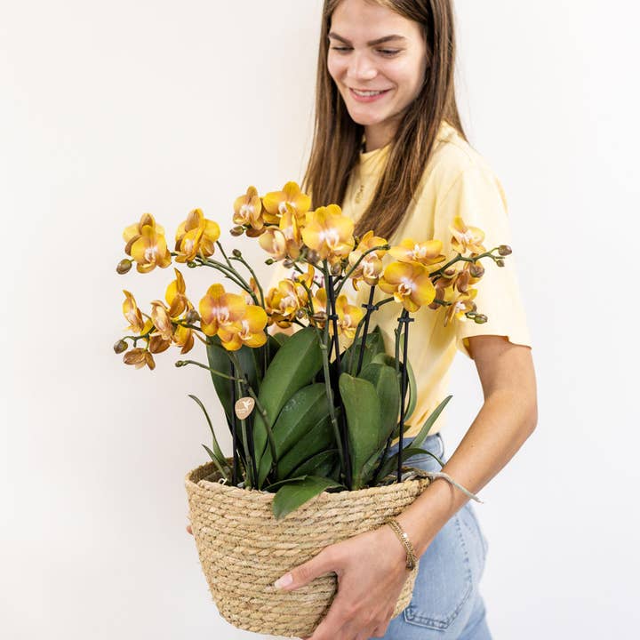 Oasis of Life - Wholesale Live Plant - Orange Orchid Set in Reed Basket – 3 Las Vegas Orchids Ø12cm – With Autonomous Water Tank & Wick System – Elegant Mono-Bouquet in Natural Basket with Tillandsia – Easy Care & Decorative for Home & Office3