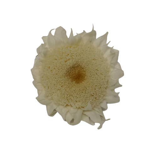 Concari.flores Preservadas - Wholesale Dried/Pressed Flowers - PRESERVED SUN FLOWER PACK OF 4 UNITS