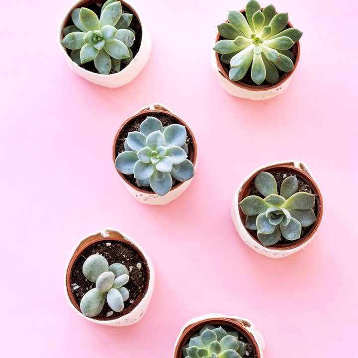 Leaf and Root Co. - Wholesale Plant pot - love grows here 2" Canvas Plant Pot Cover2