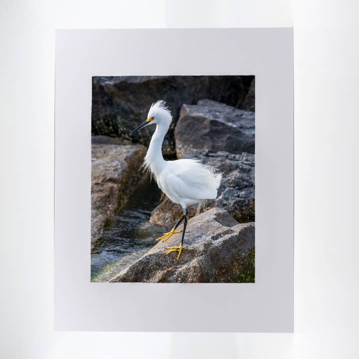 Artwork-Snowy Egret 3 for wholesale by Mike Ring Photography