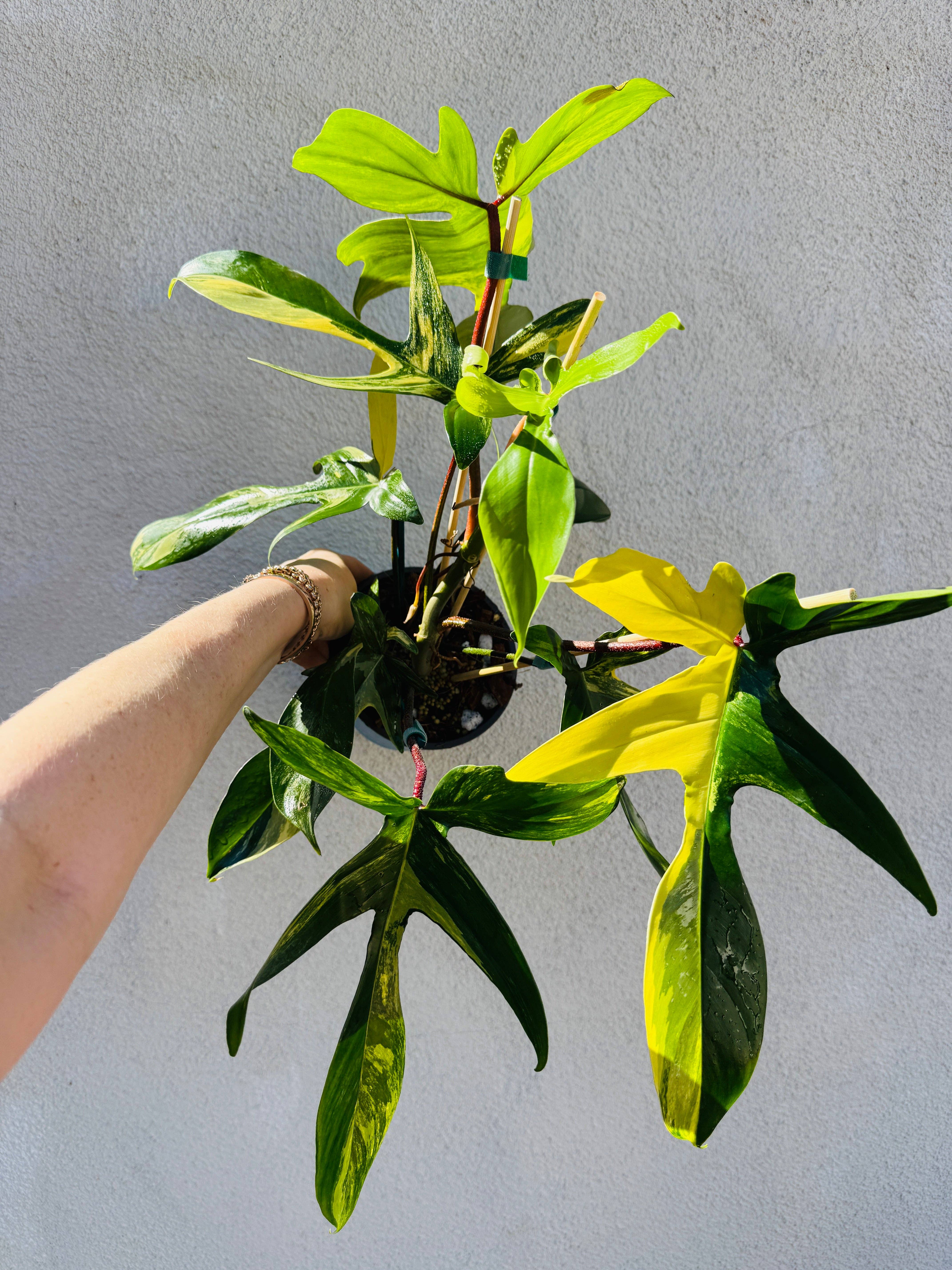 Plant Vault - Wholesale Live Plant - Philodendron Florida Beauty3