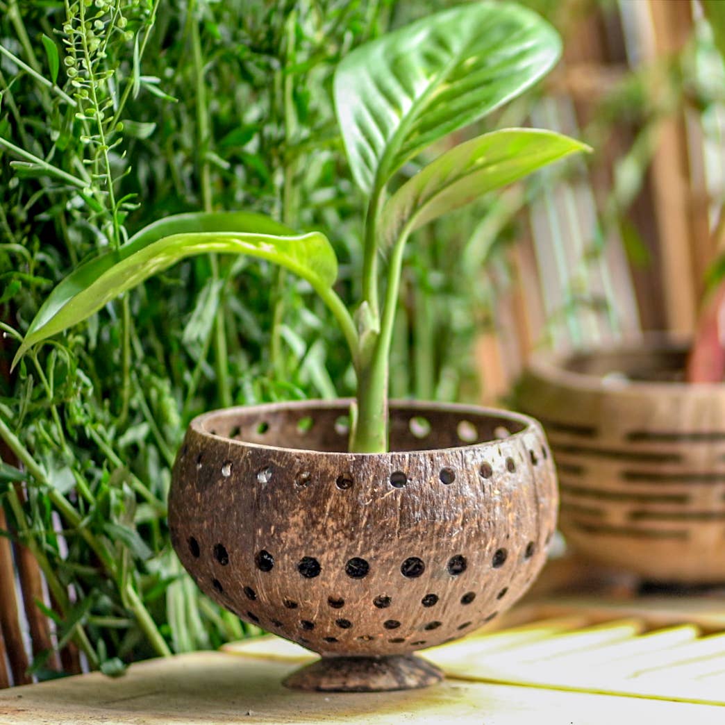 Rainforest Bowls – Engroshandel Plantekrukke – Punchout Coconut Planter1