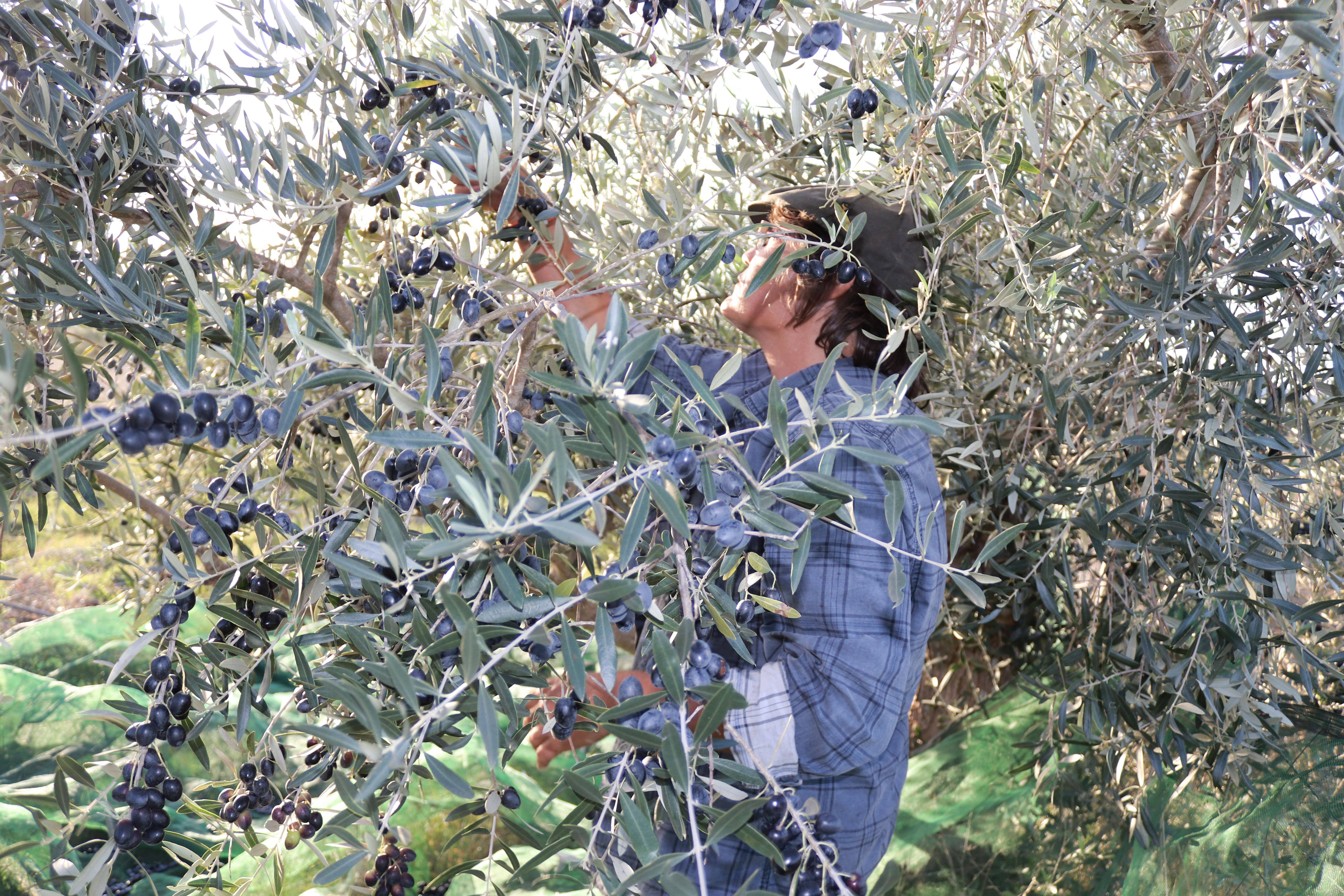 Ervas da Zoé - Venta al por mayor Tés saludables/desintoxicantes - Té de hierbas orgánico «Hoja de olivo» 40 g1