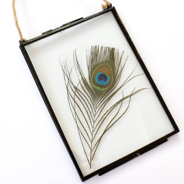 PEACOCK Feather in Floating Glass Hanging Frame. Wall Decor for wholesale by Amaya Rose Ltd.