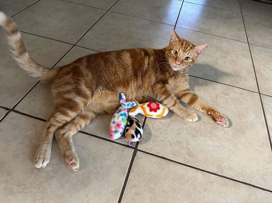 Superb Snuffles - Wholesale Pet Toy - Cat - Catnip Toy4