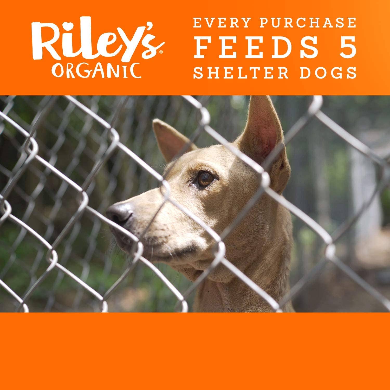 Healthy Breeds - Wholesale Pet Treats - Dog - Riley's Organics  Pumpkin and Coconut Dog Treats 5oz2