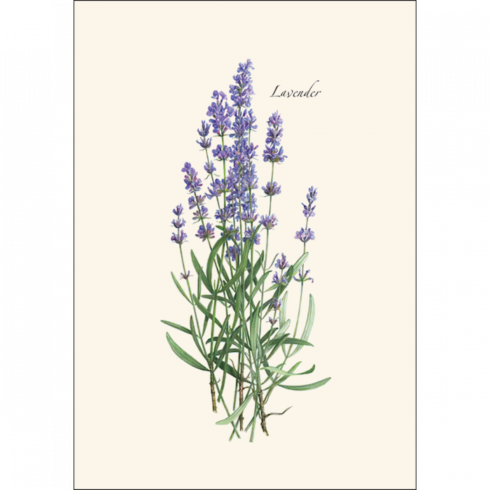 Earth Sky + Water - Wholesale Everyday Greeting Card - Lavender1