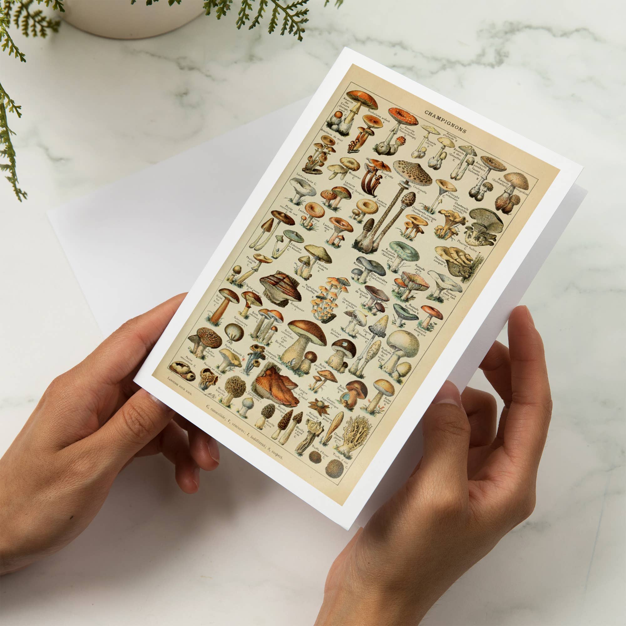 Lantern Press - Wholesale Everyday Greeting Card - GREETING CARD Mushrooms, C, Vintage Bookplate Millot5