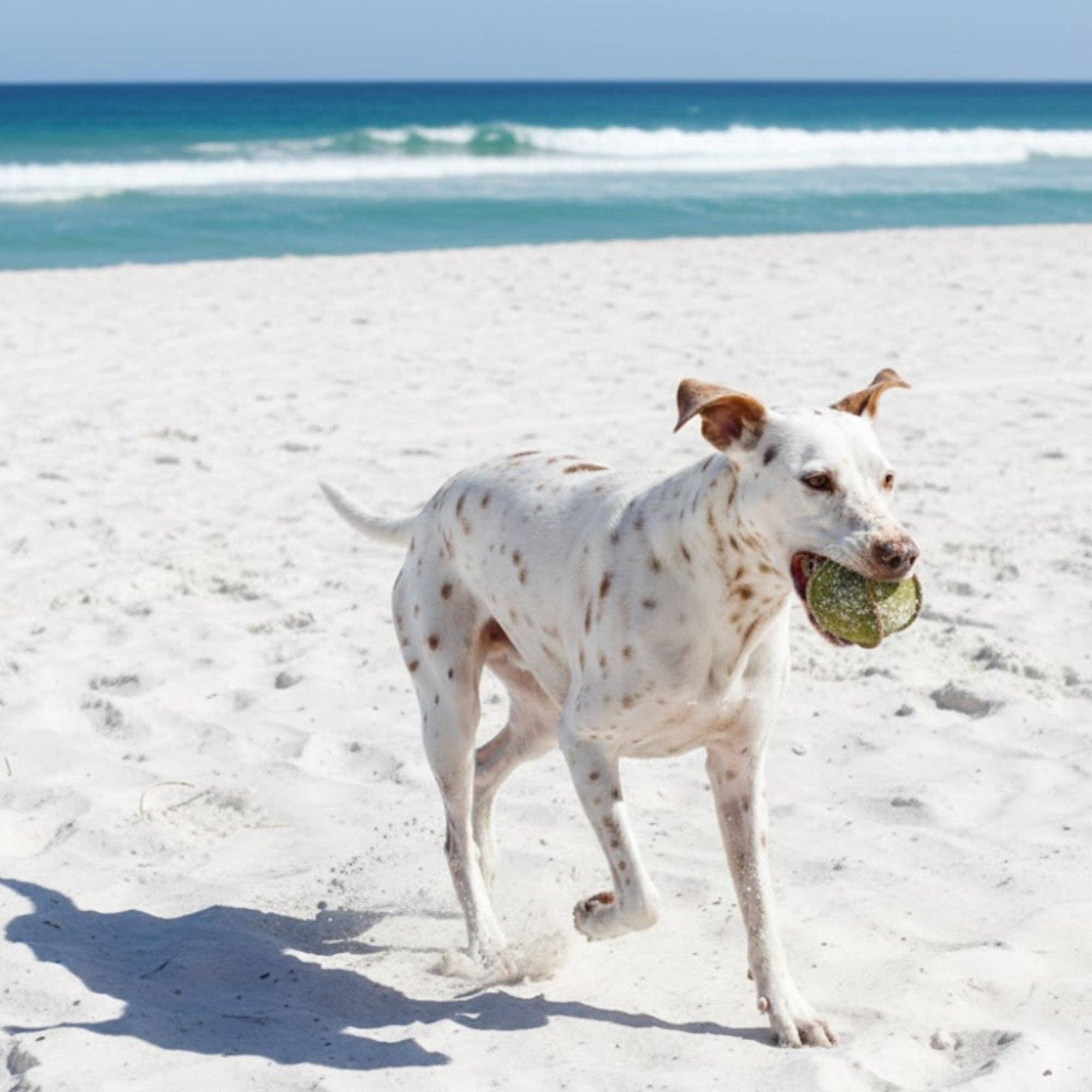 Georgie Paws - Wholesale Pet Toy - Dog - Ball - Grass2