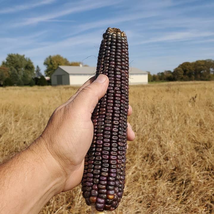 Doudlah Farms Organics - Wholesale Gluten-Free Flour - Organic Burning Desire Cornmeal2