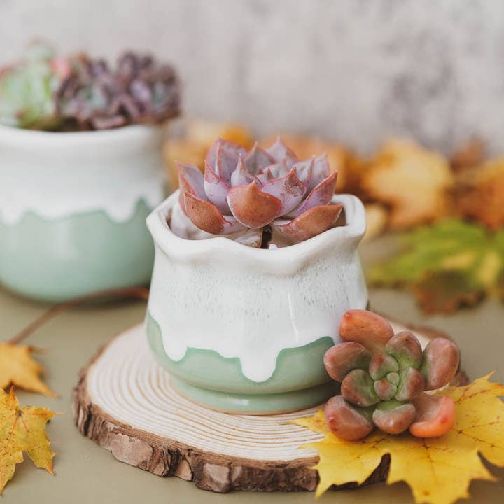 Milchgrüner Lotus für den Großhandel von Springer Décor