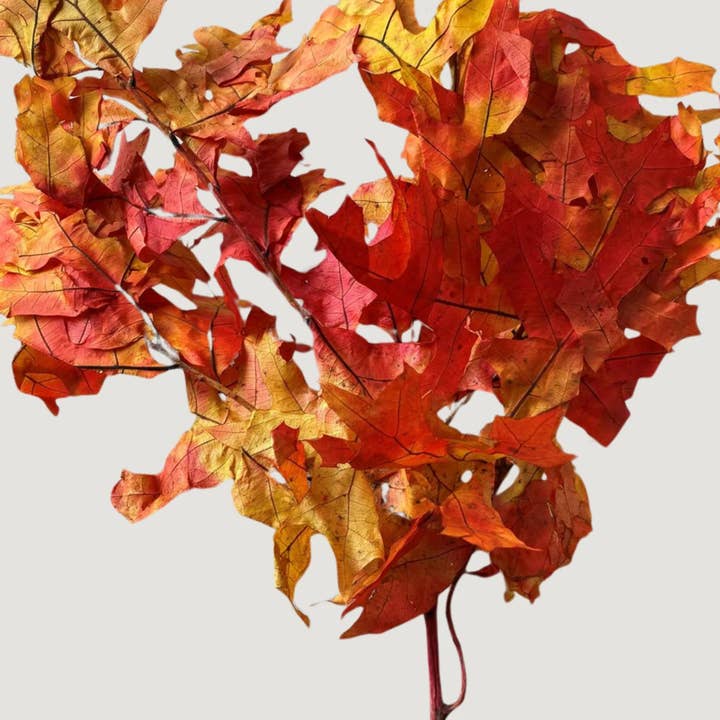 Afloral - Wholesale Dried/Pressed Flowers - Preserved Fall Oak Leaves in Autumn Red Orange - 1 lb