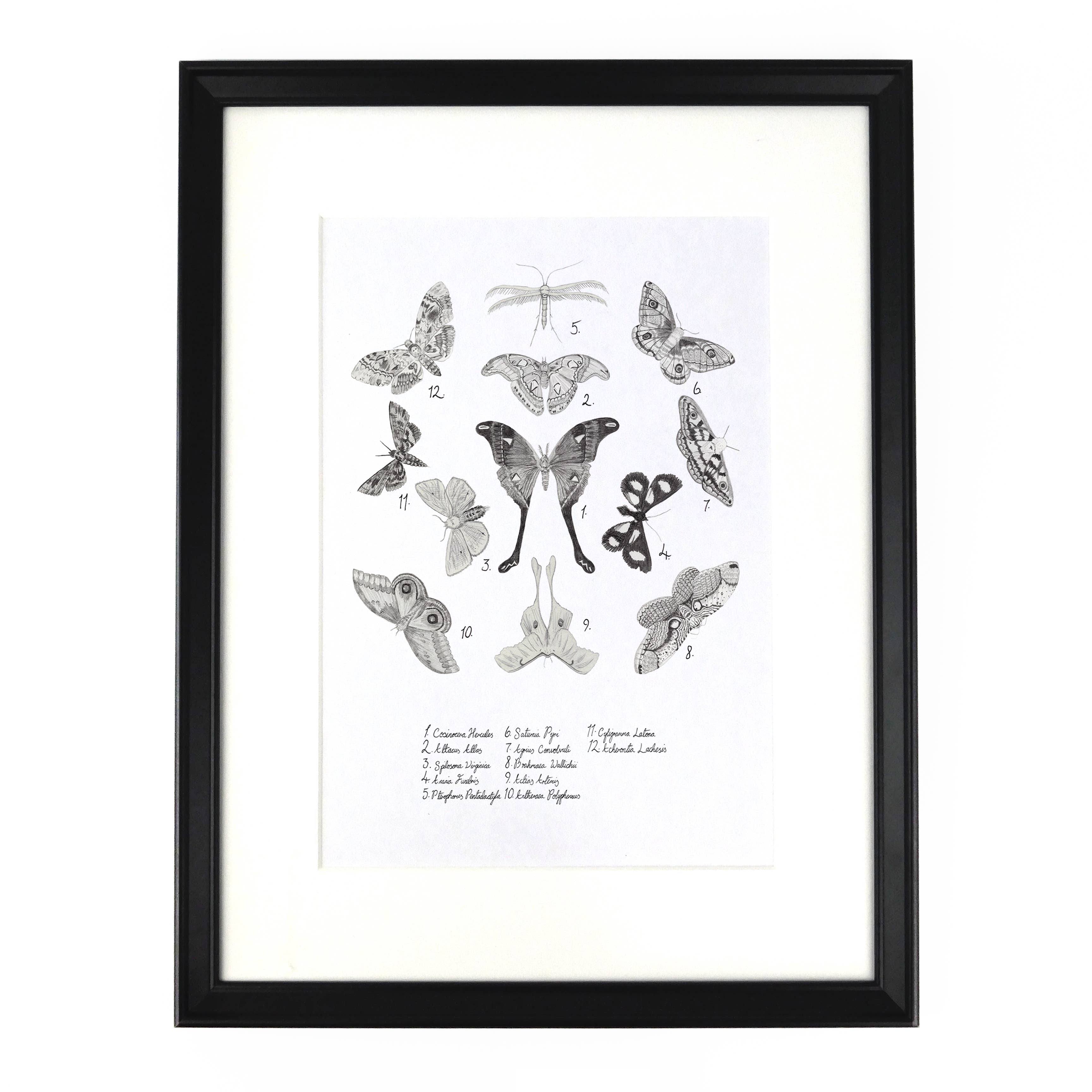 Bison Bindery - Venta al por mayor Ilustración - Póster artístico de polillas Archaeolepis2