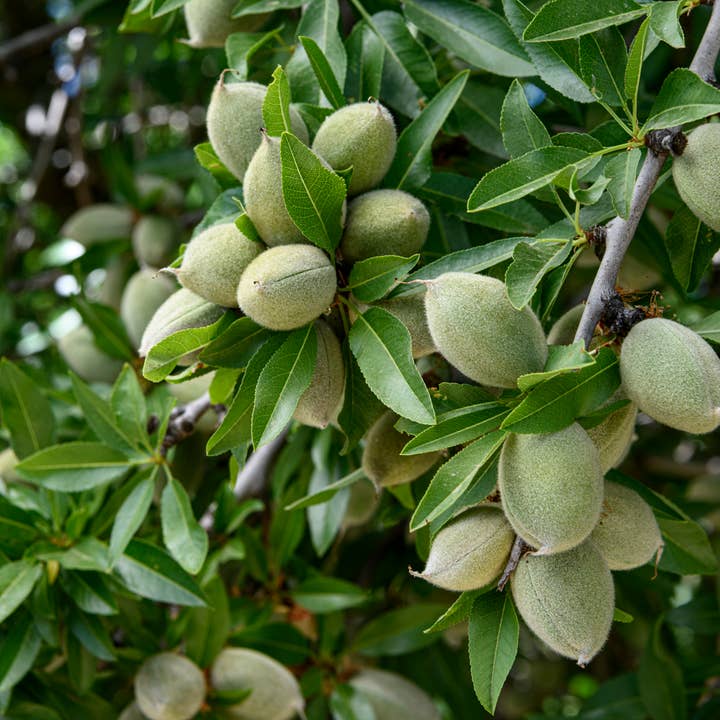 Natural Wholesale - Wholesale Bath/Body Oil - Sweet Almond Oil - 100% Pure Oil