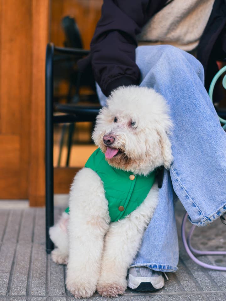 Le Puffer - Blå & Grön för wholesale av PET FANGZ