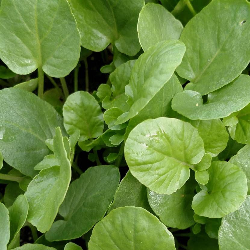 Sow True Seed - Wholesale Plant Seeds - Cress Seeds - Creasy Greens3