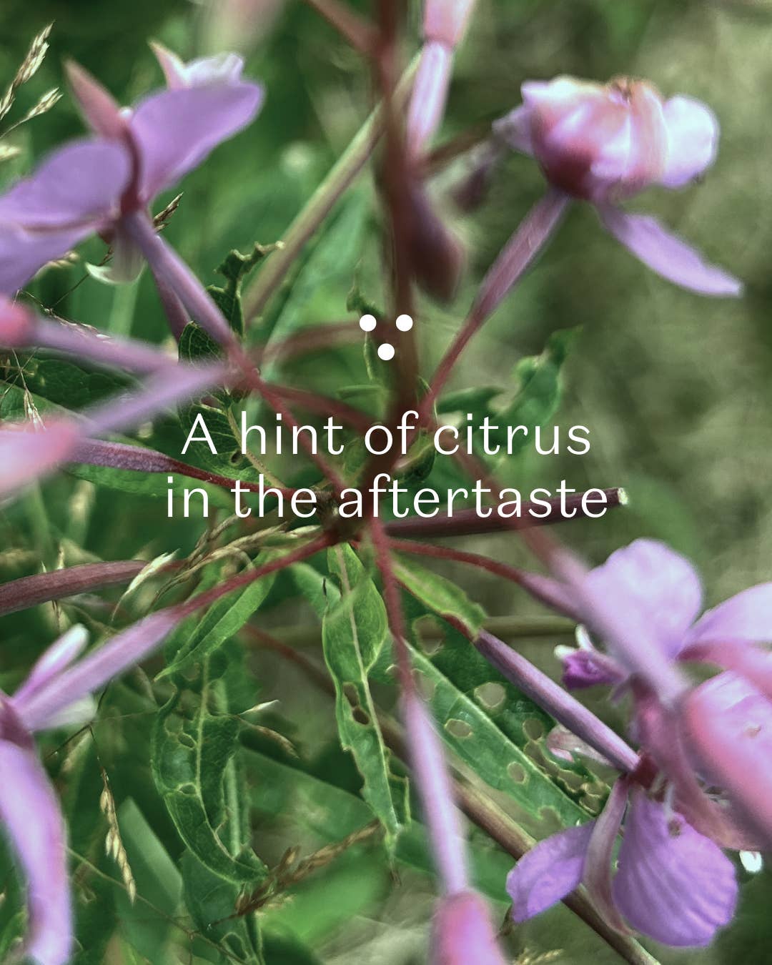 Plūkt – wholesale Hälsoté/Detoxté – Nordic Green Tea - koffeinfritt morgonörtte, ekologiskt, på påse1