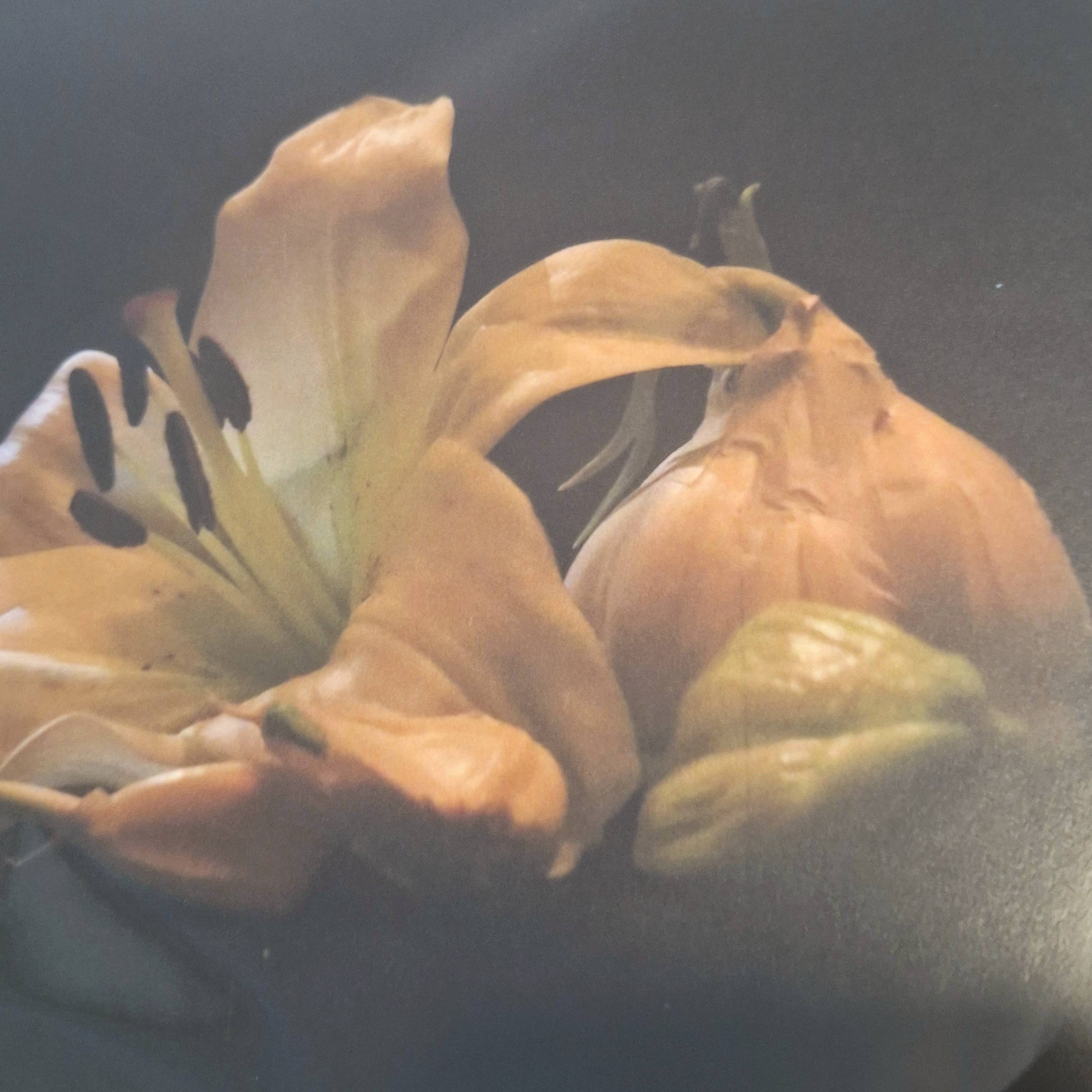 Gen Aumonier Art - Wholesale Photograph - Garlic and Lilies 8"x10" Signed Photography Art Print7