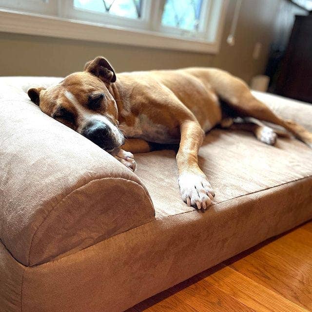 Barker Beds - Vente Panier – chien - Lit orthopédique pour chien 7" - Édition canapé9