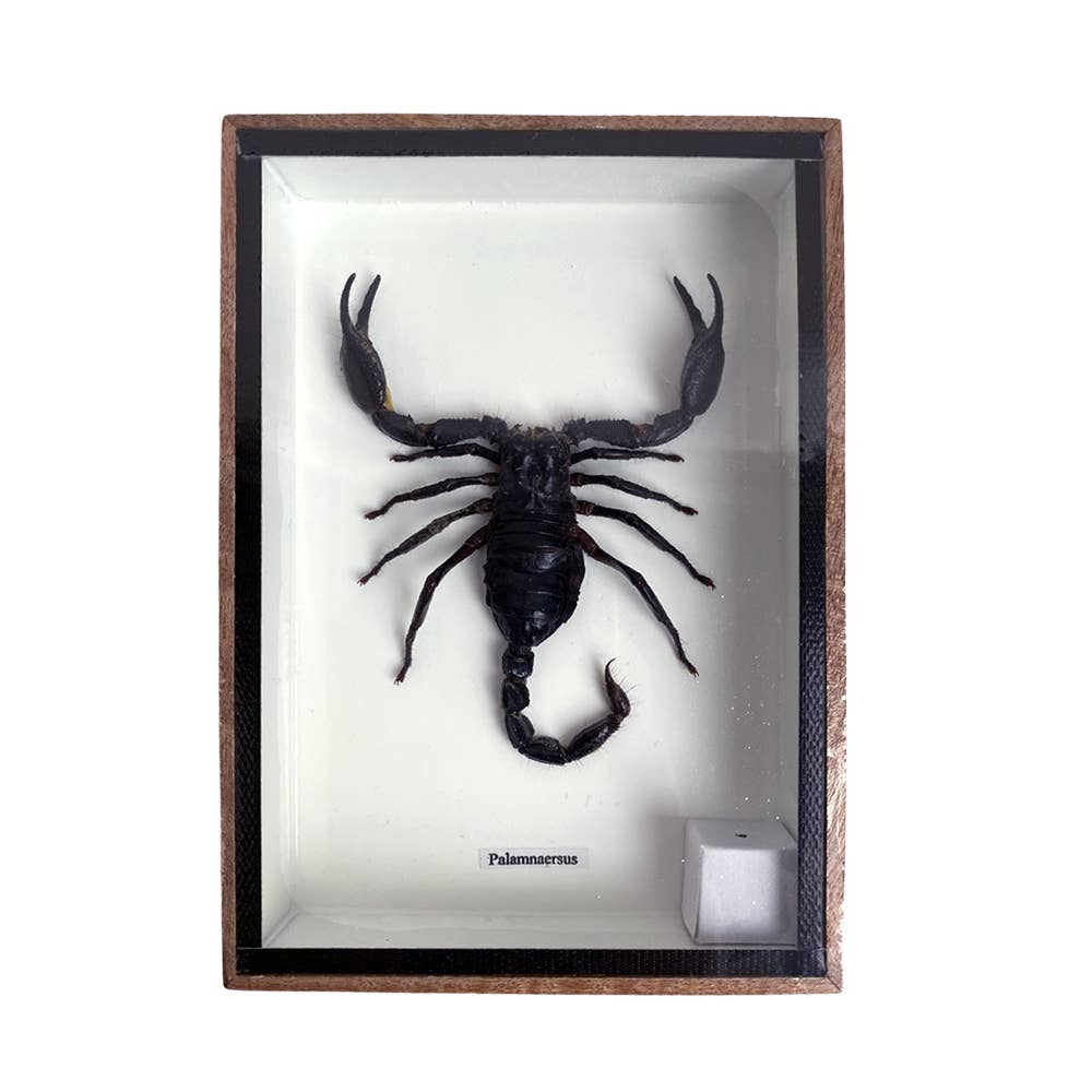 VIE - Wholesale Wall Accent - Framed Insect, Assorted0