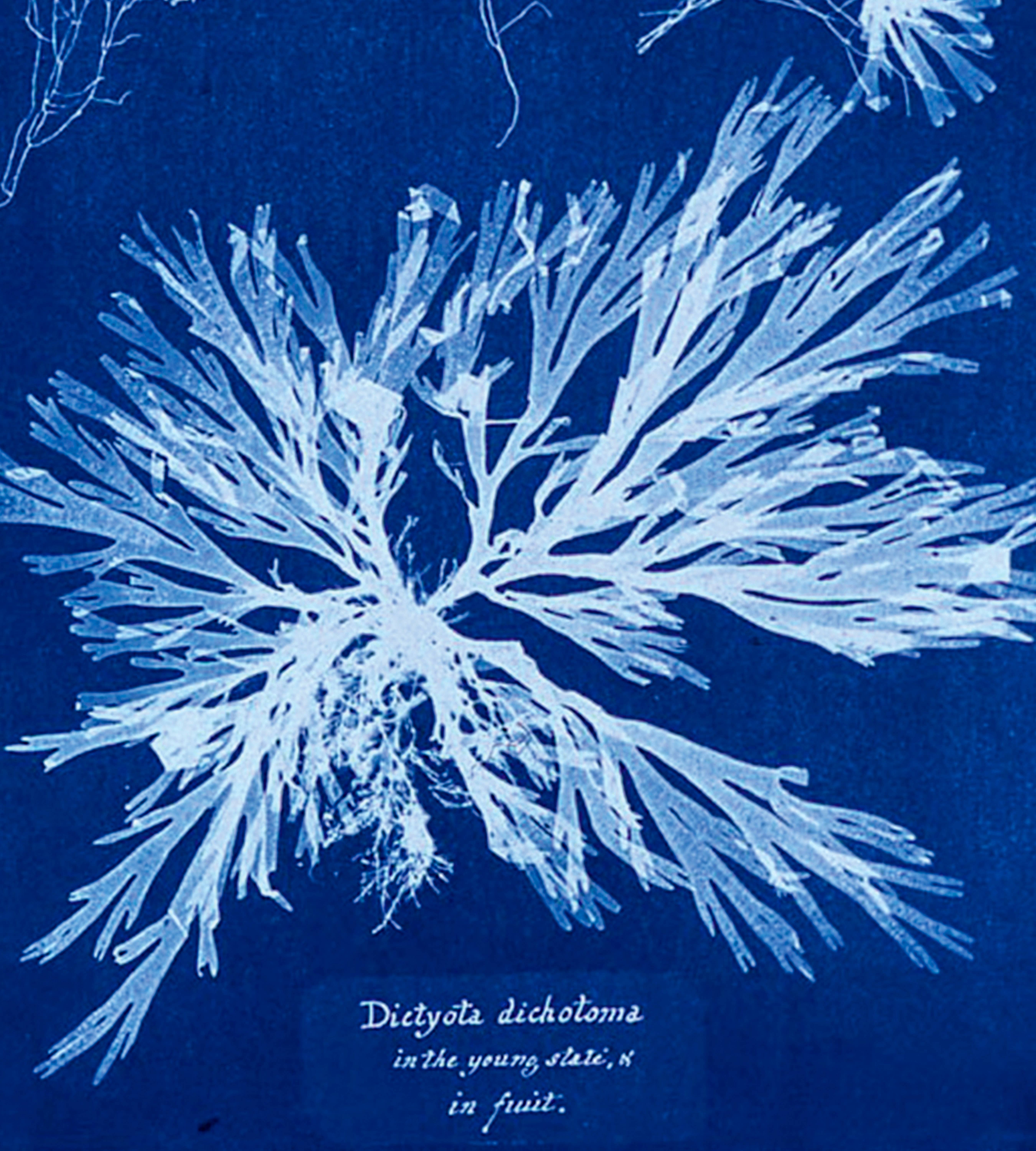 Jacquard Products - Wholesale DIY Craft Kit - Cyanotype Set9