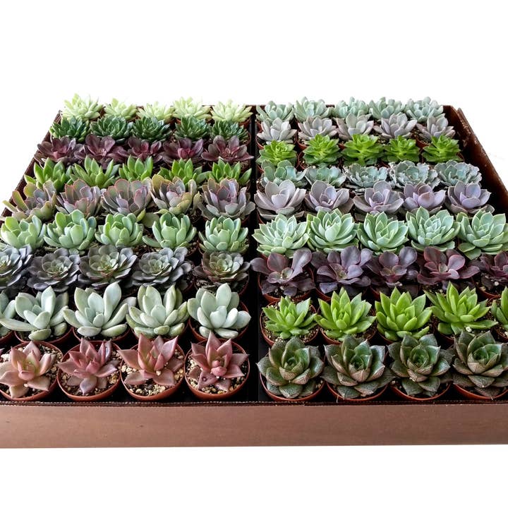 The Old Yew Plant Shop - Wholesale Succulent - 2" Echeveria Succulent Live Plant Mix0