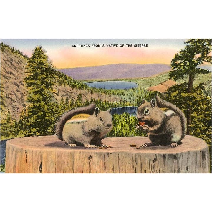 Postcard CA-42 Squirrels in the California Sierras for wholesale by Found Image Press