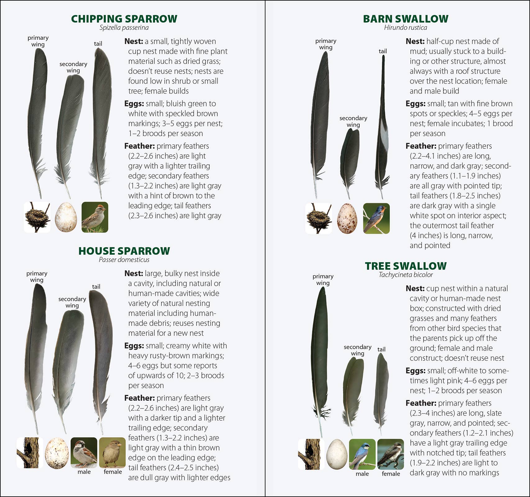 AdventureKEEN - Wholesale Nature & Outdoors - Bird Feathers & Eggs of the Midwest Quick Guide10