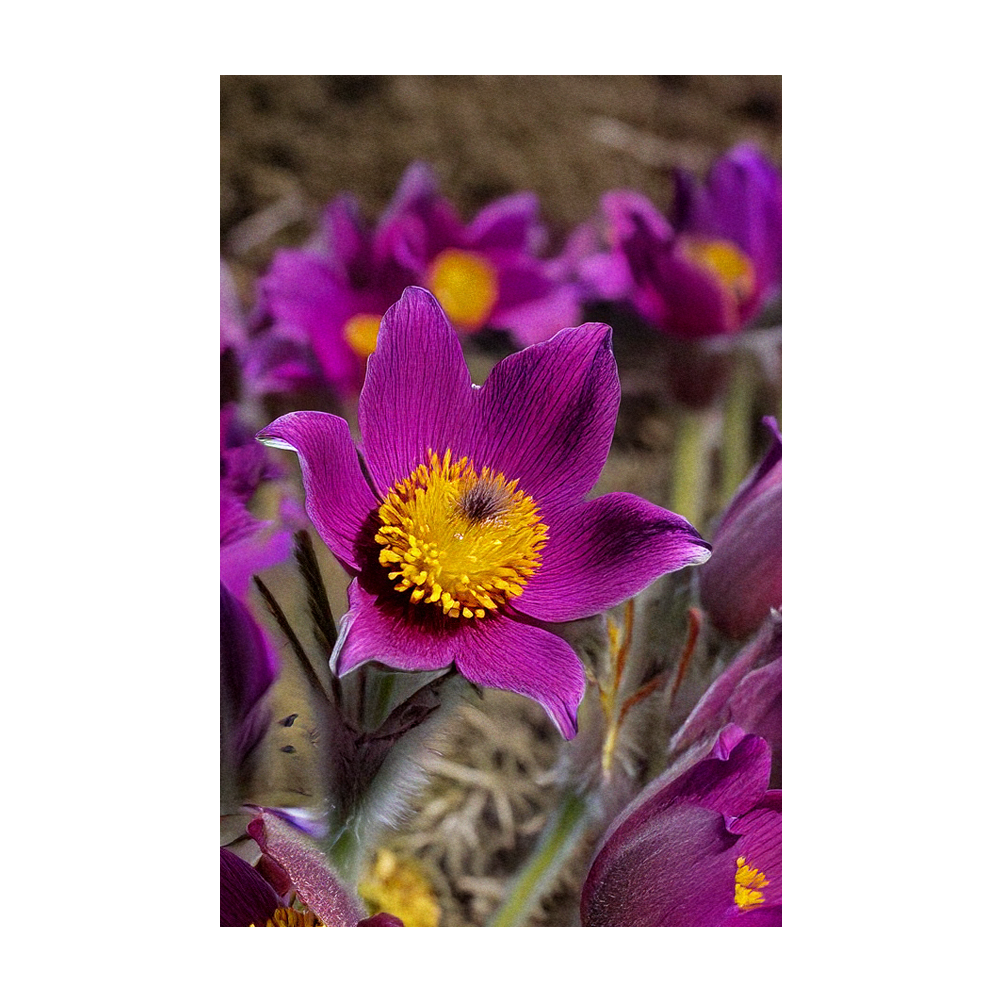 Chive Canada - Wholesale Plant Seeds - 2026 The Greater Pasque Flower Seeds Packet2