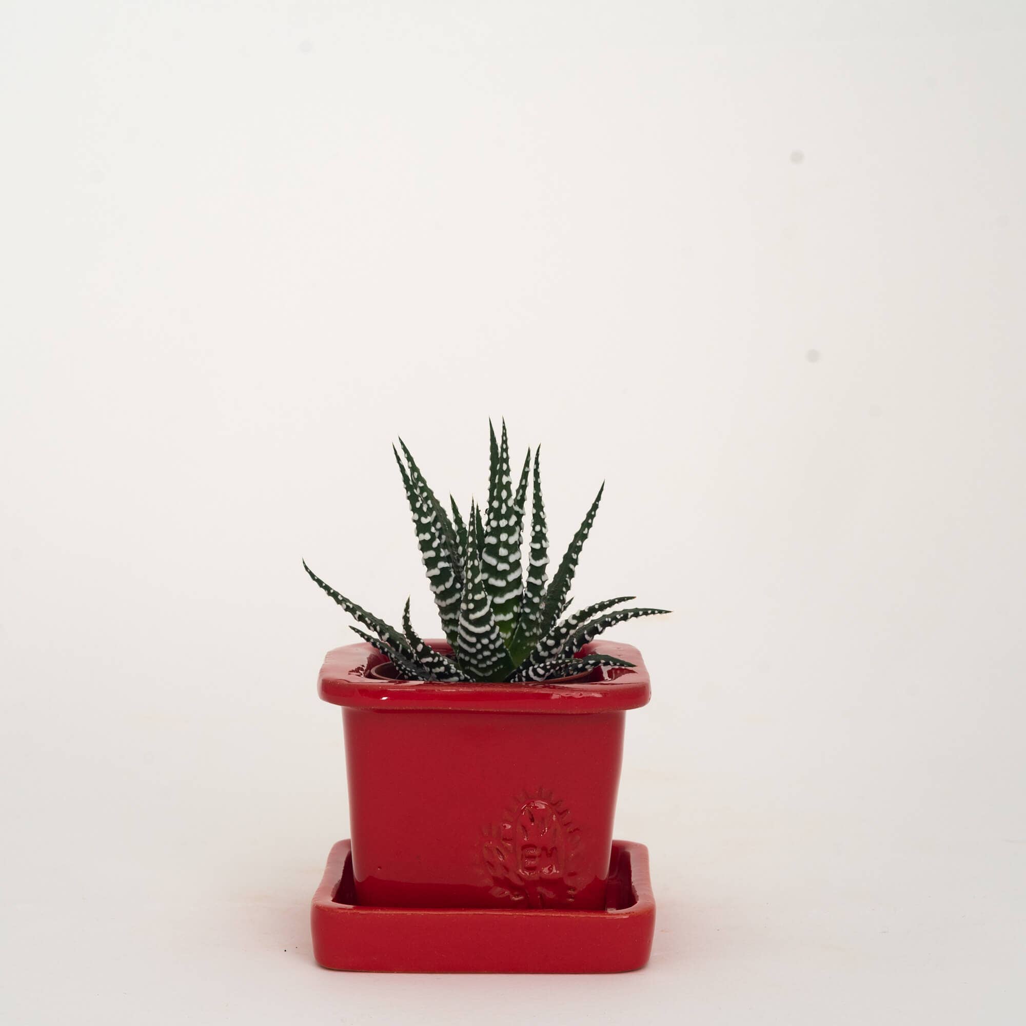 Vasos Quadrados by EM – Vaso de plantas por atacado – VASO QUADRADO MINI 6x6 - BRILHO46