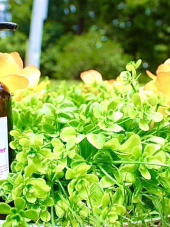 Herbal infused facial toning & moisturizing serum for wholesale by Goddess O.G. Inc