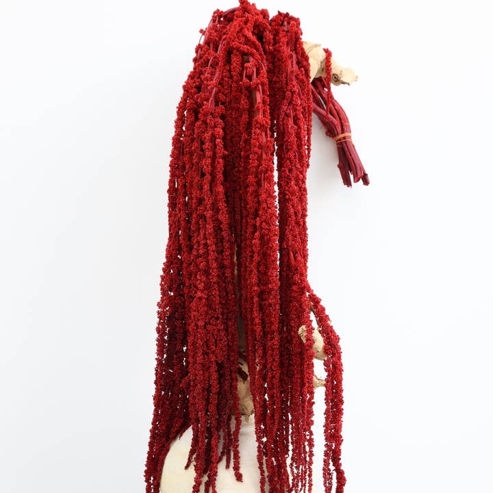 Deep Red Amaranthus Hanging Preserved for wholesale by FlowerFantaSee