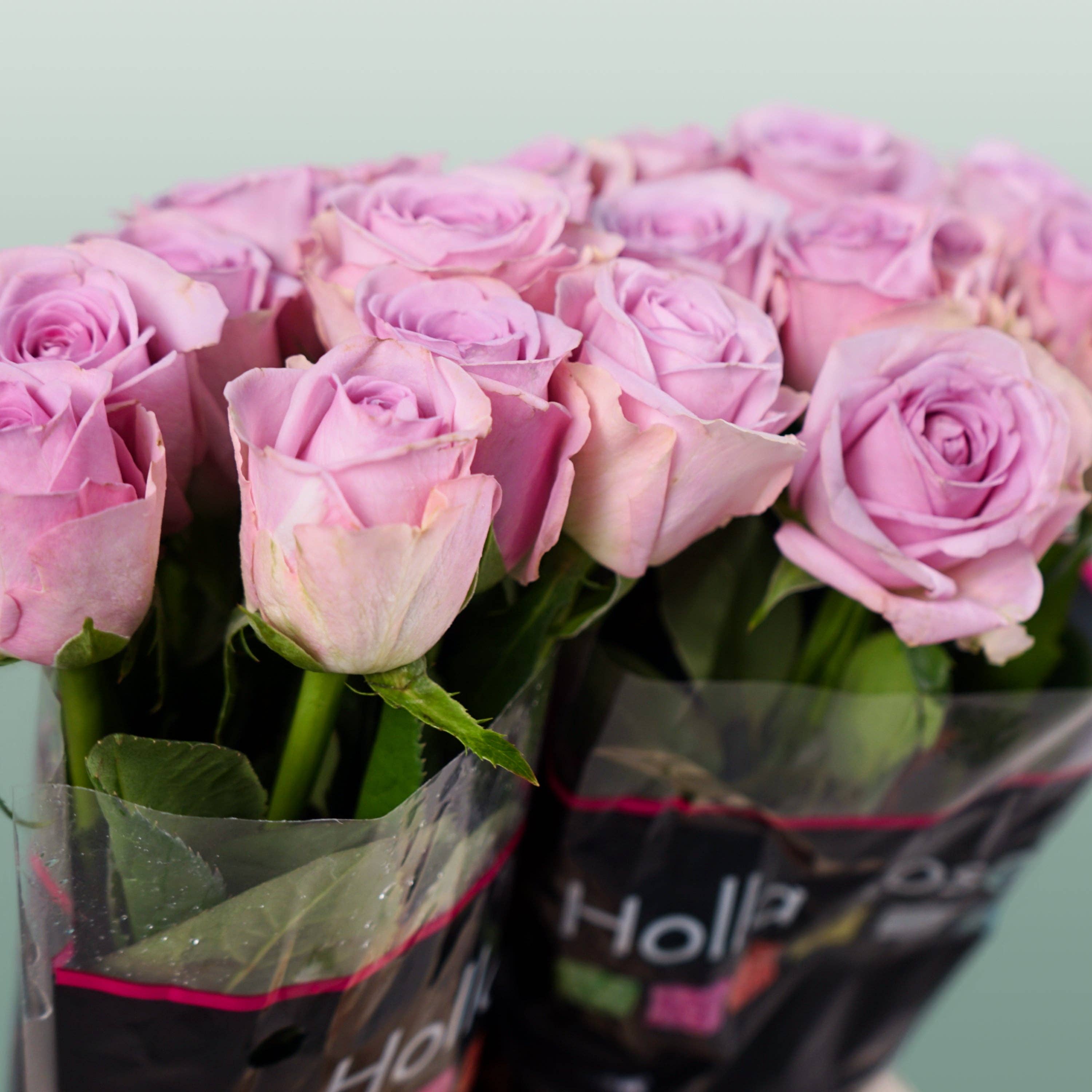 Purple Rose Lovely Aqua (20 Stems) for wholesale on Faire4
