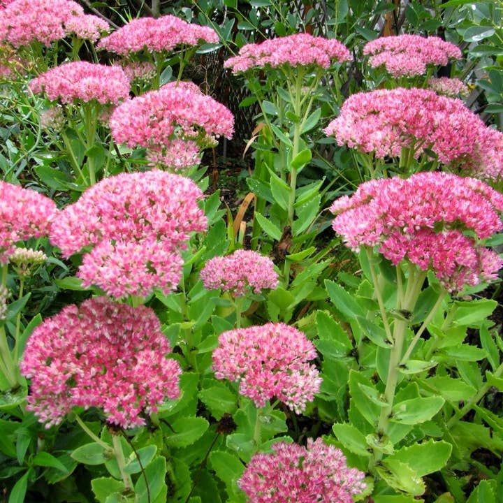 GardenPerspective - Wholesale Live plant - 3 Sedum Autumn Stonecrop Joy Bare Root Live Plants 1
