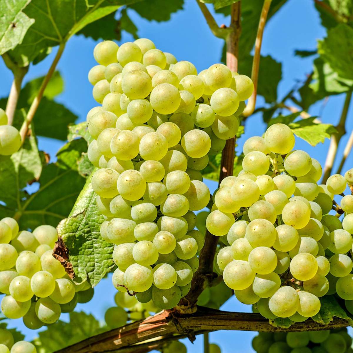 Oasis of Life - Wholesale Live Plant - Grape Vine – Vitis Vinifera 'Himrod' – Height 60–75cm – Ø21cm – White table grape with sweet, golden-yellow fruits – Robust, self-pollinating grape vine – Hardy fruit plant for garden & terrace4