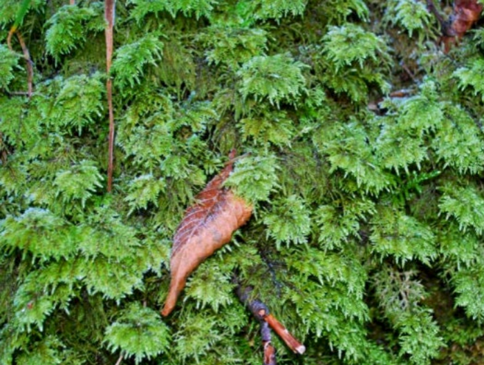 Moss wholesale - Wholesale Retailer Display - Home & Living - Tree moss, terrarium moss, Thamnobryum alopecurum1