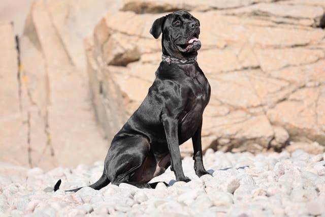 Kampuni - Wholesale Pet Collar - Dog - Dog collar Ombima black2