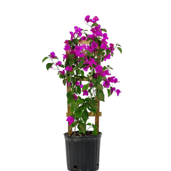 Rooted & Grounded Nursery - Wholesale Live Plant - Purple Live Plant Bougainvillea Vine 6″ Pot Trellis