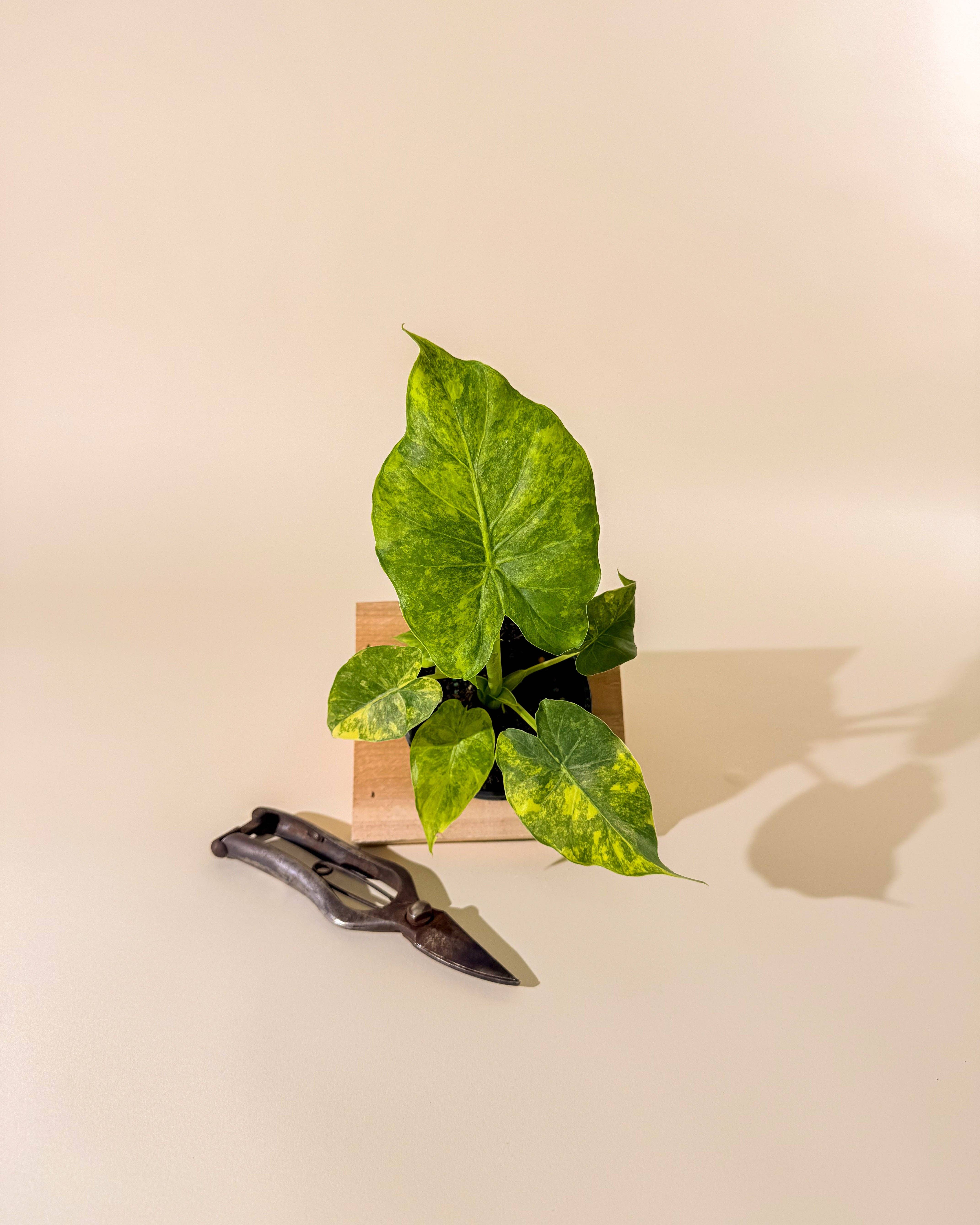 BWH Plant Co - Wholesale Live Plant - 4" Alocasia 'Gageana Aurea'3