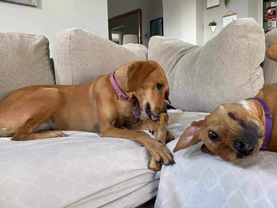 Loyalty Pet Products - Wholesale Pet Chew Toy - Dog - Croc Chomps - 100% Organic and Sustainable Coffee Wood Chews1