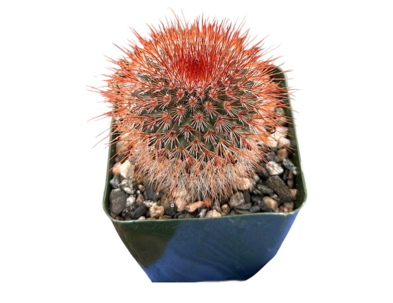 Plant Vault - Wholesale Succulent - Red Headed Irishman Rare Cactus Plant0