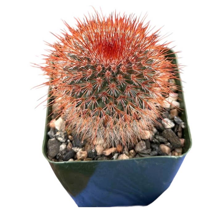 Plant Vault - Wholesale Succulent - Red Headed Irishman Rare Cactus Plant0