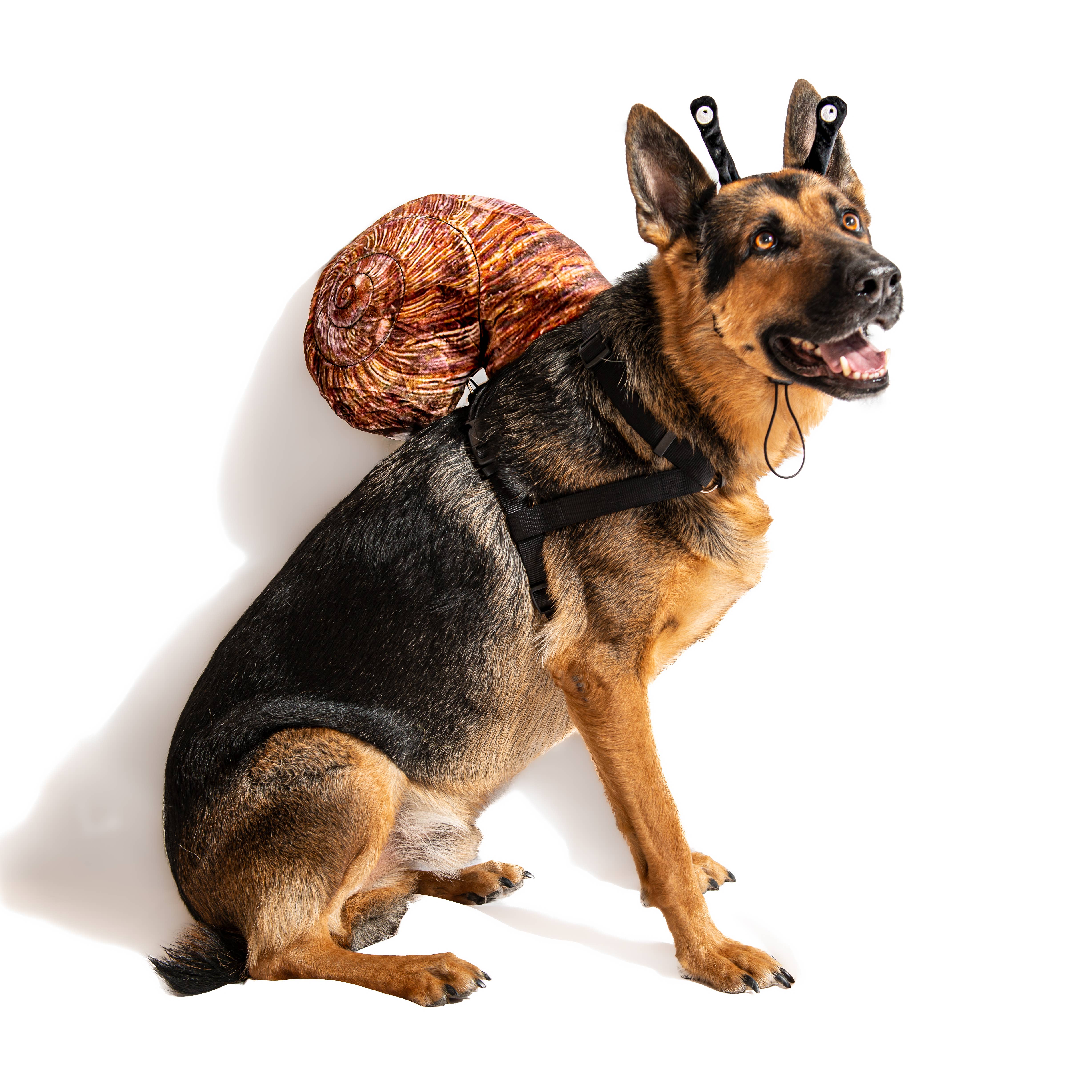 Midlee Designs – Engroshandel Kæledyrskostume – Hund – Midlee Snail Halloween pandebånd og shell hund kostume8