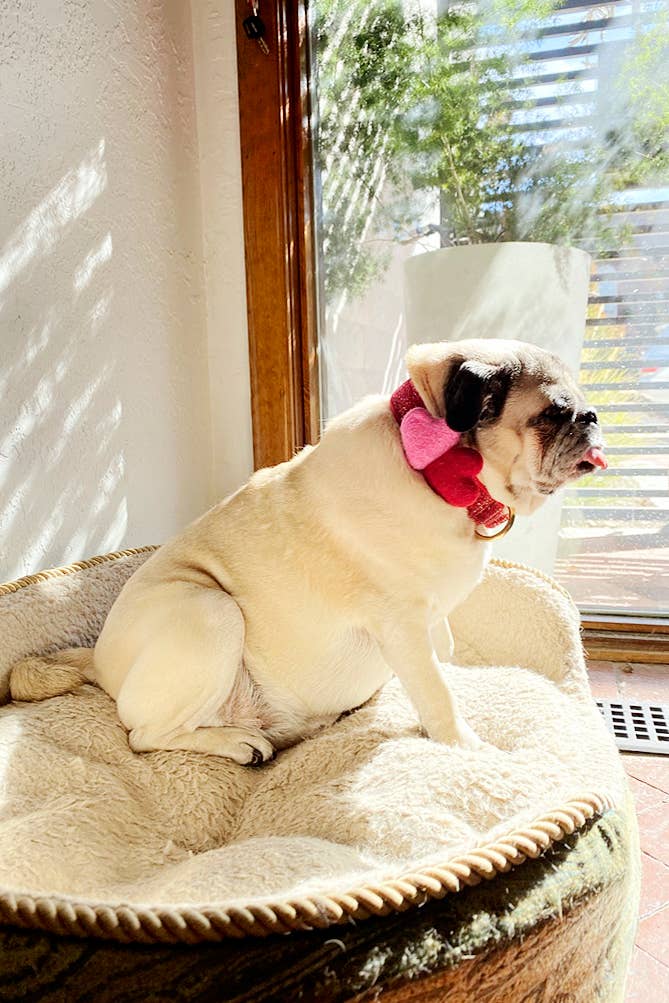 Mimi Green - Wholesale Pet Collar - Dog - We Heart You Dog Collar Accessory (Double) 7 Color Combos8