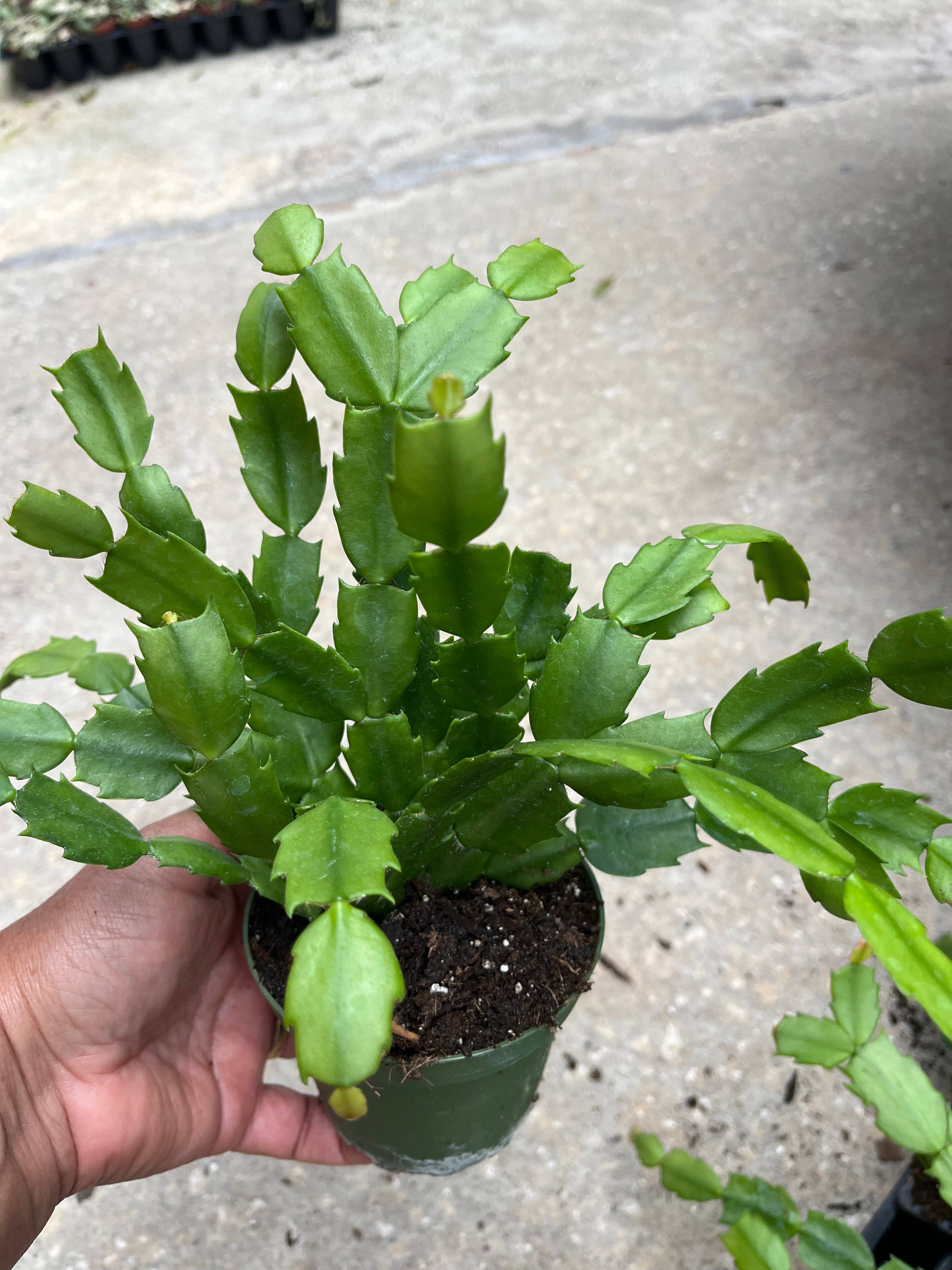 Succulents & Such, Inc. - Wholesale Succulent - 4" Potted Schlumbergera Christmas/Holiday Cactus Plants
1